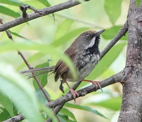 Rufous-crowned Prinia