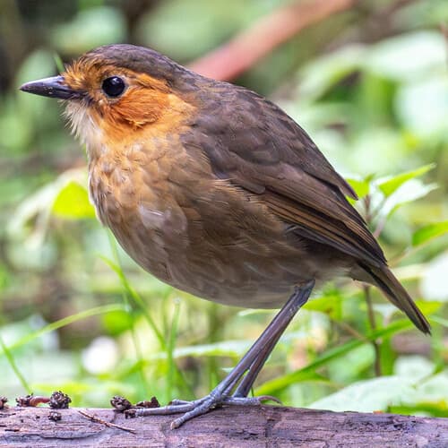 Rufous-faced Antpitta