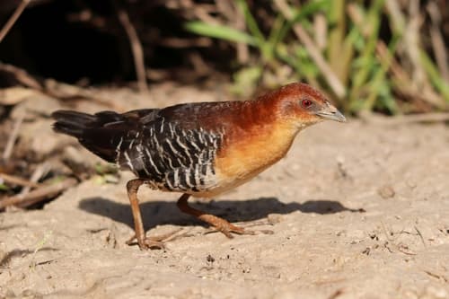 Rufous-faced Crake