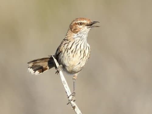 Rufous Fieldwren