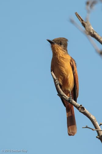 Rufous Flycatcher