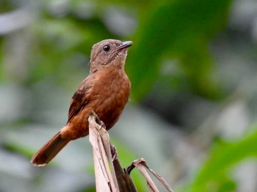 Rufous Flycatcher-Thrush