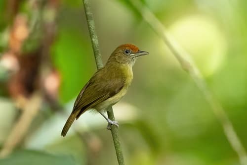 Rufous-fronted Greenlet