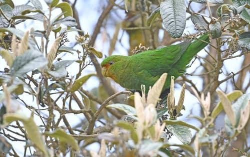 Rufous-fronted Parakeet