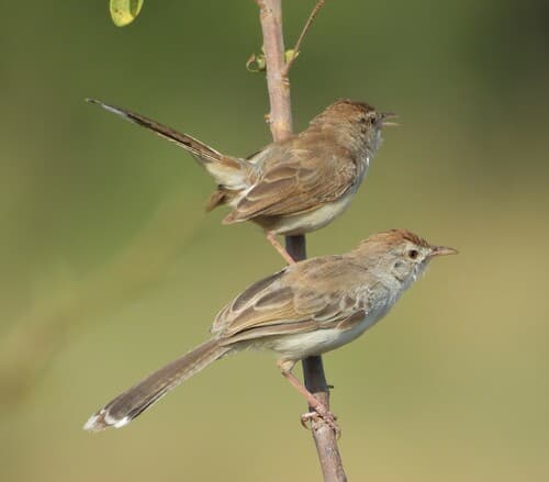 Rufous-fronted Prinia