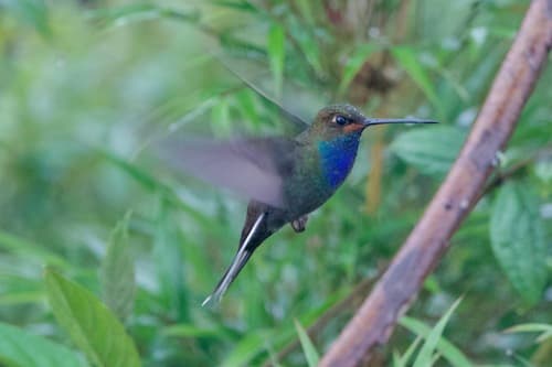 Rufous-gaped Hillstar
