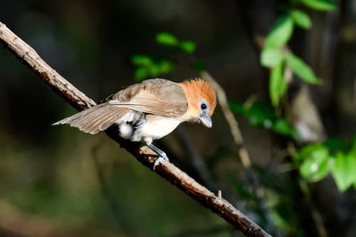 Rufous-headed Parrotbill