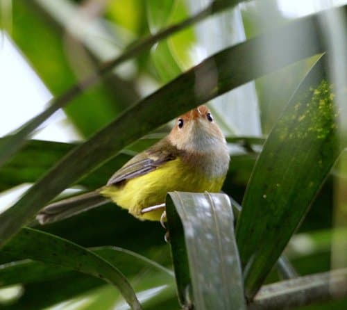 Rufous-headed Tailorbird