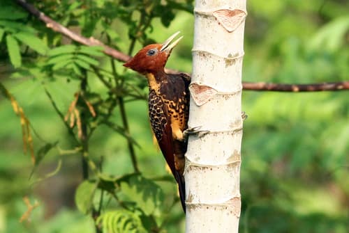 Rufous-headed Woodpecker