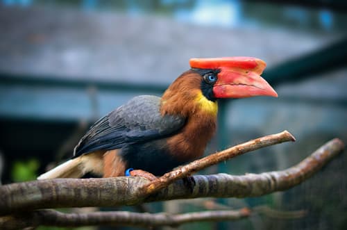 Rufous Hornbill