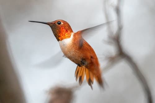 Rufous Hummingbird