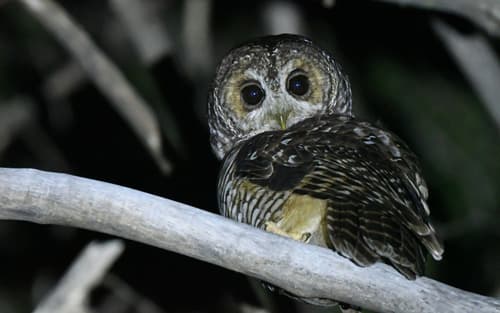 Rufous-legged Owl