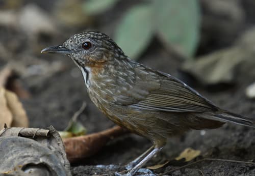 Rufous Limestone Babbler