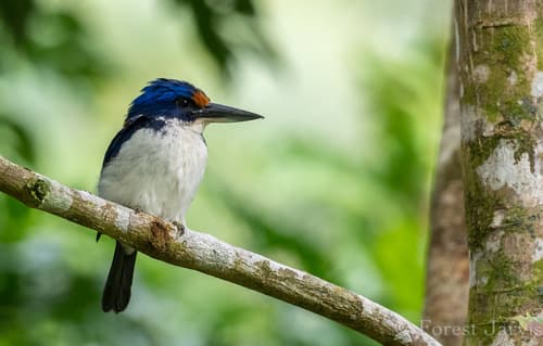 Rufous-lored Kingfisher