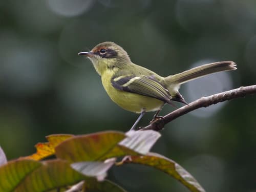 Rufous-lored Tyrannulet