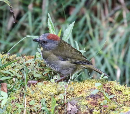 Rufous-naped Bellbird