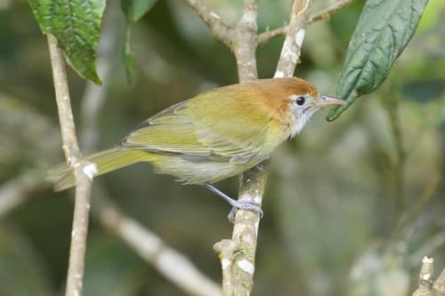 Rufous-naped Greenlet
