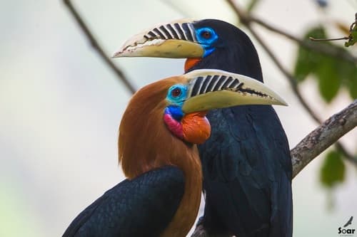 Rufous-necked Hornbill