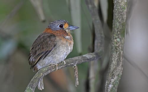 Rufous-necked Puffbird