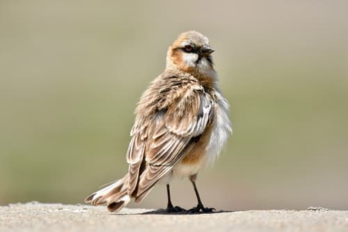 Rufous-necked Snowfinch