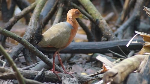 Rufous-necked Wood-Rail