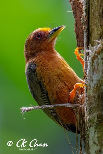 Rufous Piculet