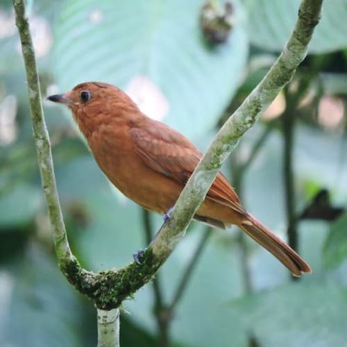 Rufous Piha