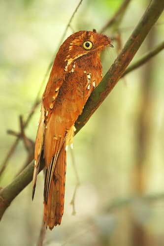 Rufous Potoo