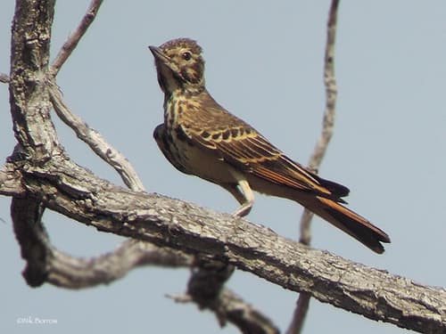 Rufous-rumped Lark