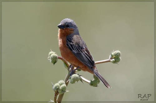 Rufous-rumped Seedeater