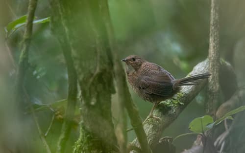 Rufous Scrubbird