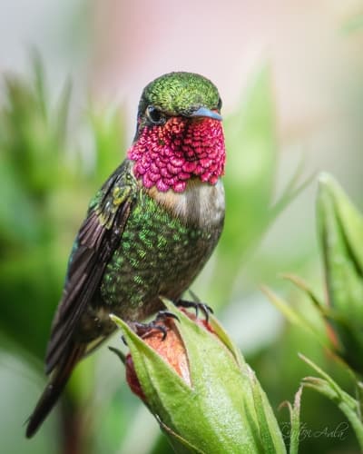 Rufous-shafted Woodstar