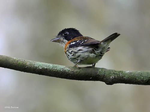 Rufous-sided Broadbill