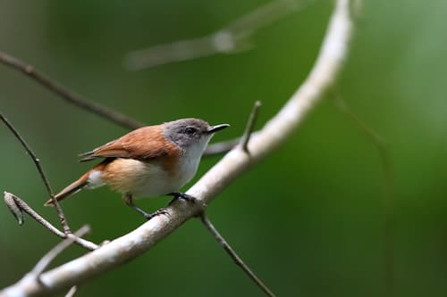 Rufous-sided Gerygone