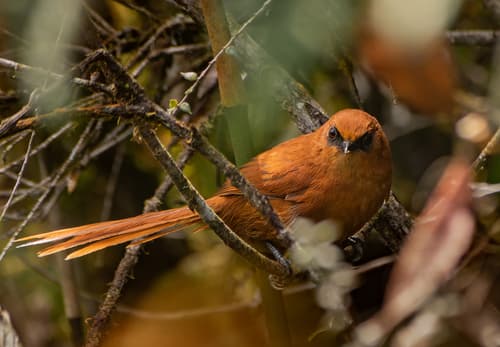 Rufous Spinetail