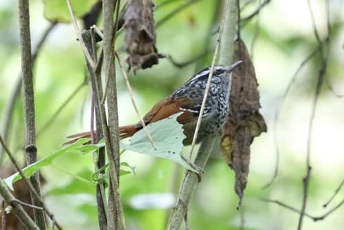 Rufous-tailed Antbird