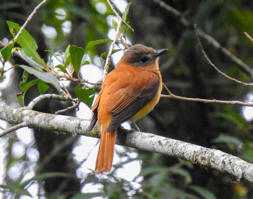 Rufous-tailed Attila