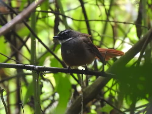 Rufous-tailed Fantail