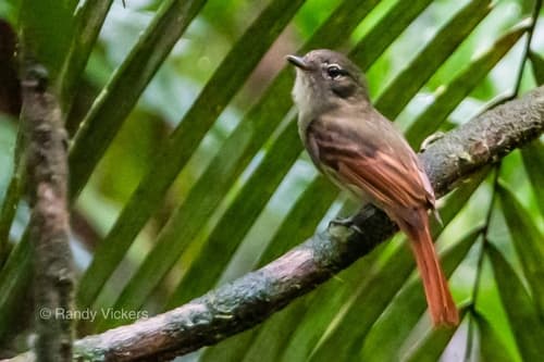 Rufous-tailed Flatbill