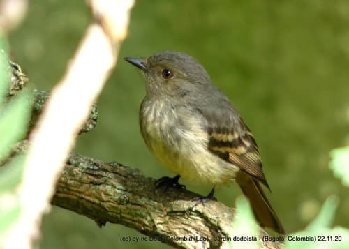 Rufous-tailed Tyrant