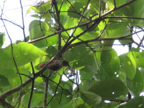 Rufous-tailed Xenops