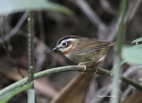 Rufous-throated Fulvetta