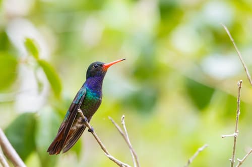 Rufous-throated Sapphire