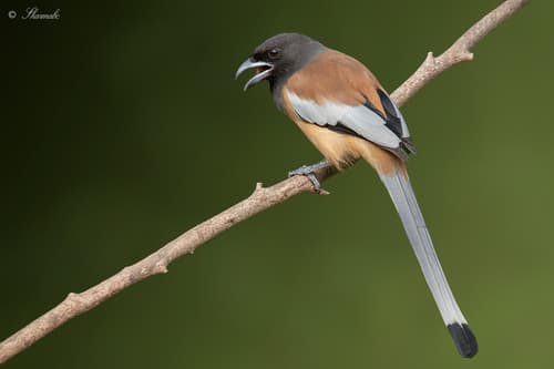 Rufous Treepie