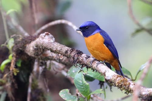 Rufous-vented Niltava