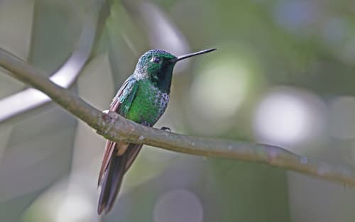 Rufous-vented Whitetip