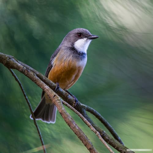 Rufous Whistler