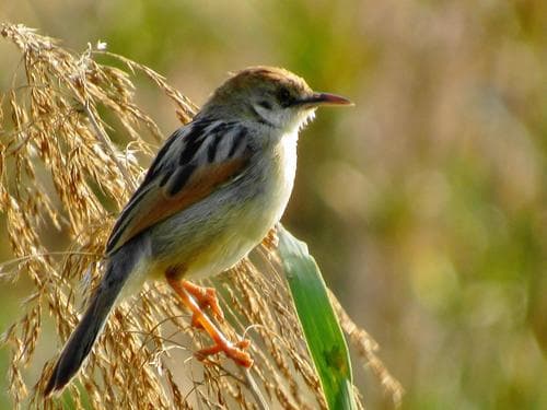 Rufous-winged Cisticola