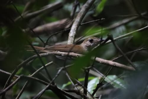Rufous-winged Illadopsis