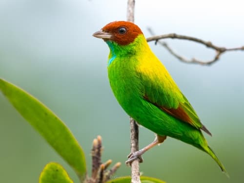 Rufous-winged Tanager